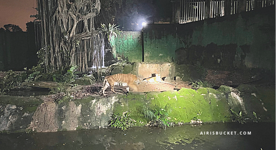 tiket Dinosaur Encounter Zoo Melaka, night safari zoo melaka